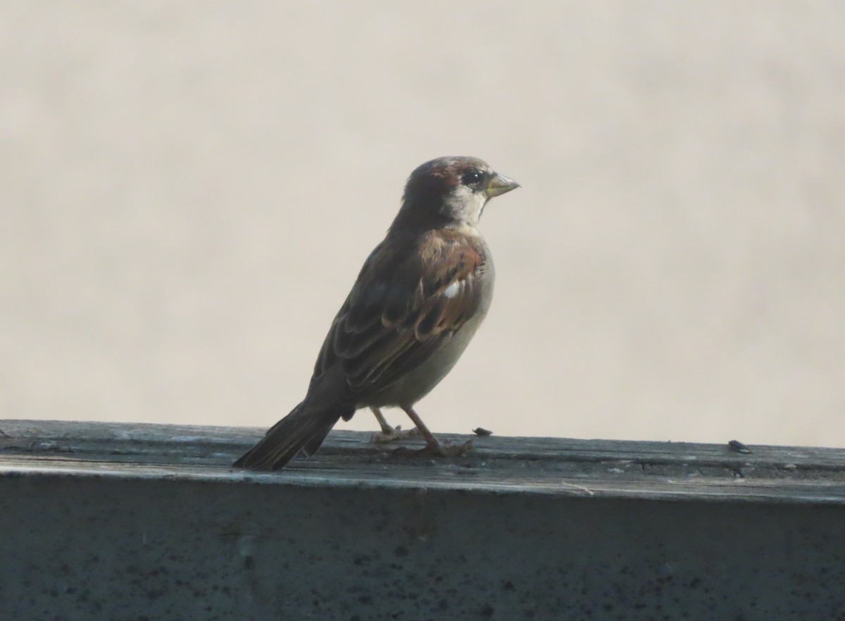 House Sparrow - ML641419214