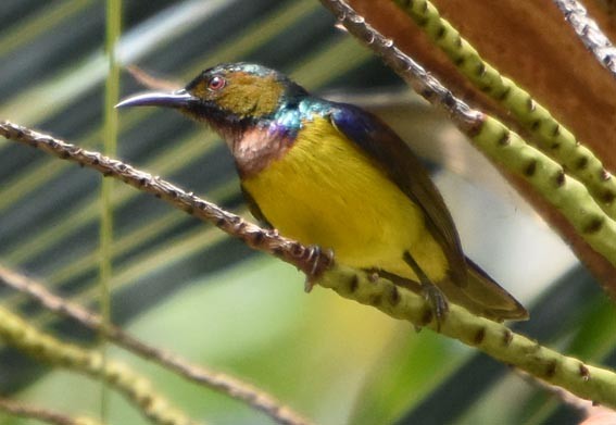 Brown-throated Sunbird - ML641419215