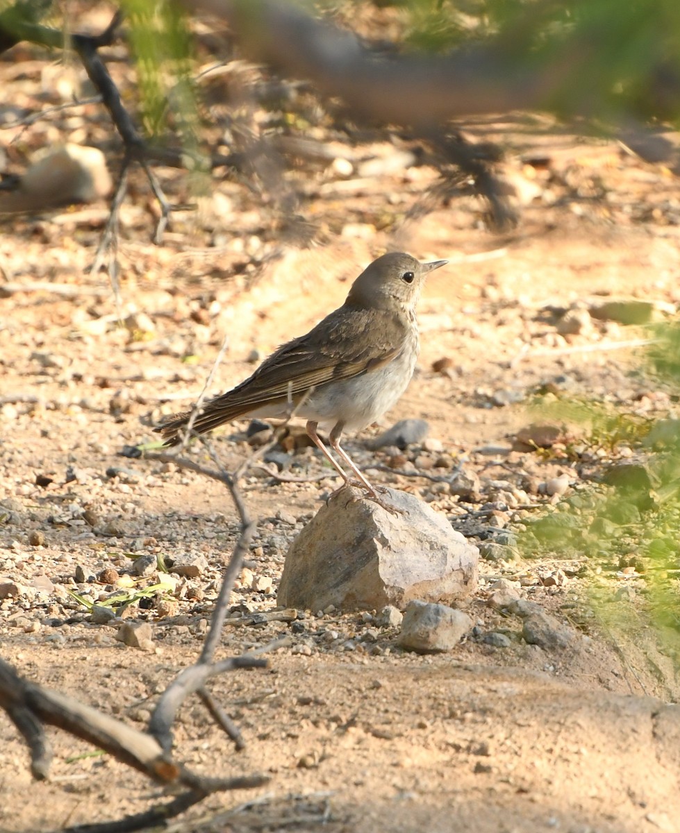 Hermit Thrush - ML641419216