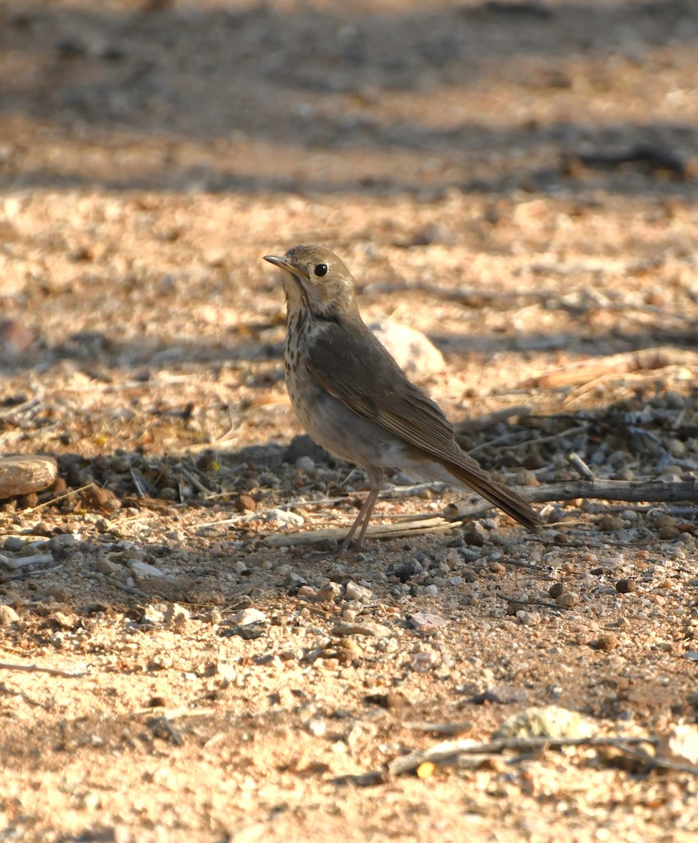 Hermit Thrush - ML641419217