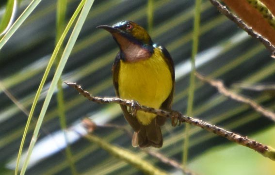 Brown-throated Sunbird - ML641419218
