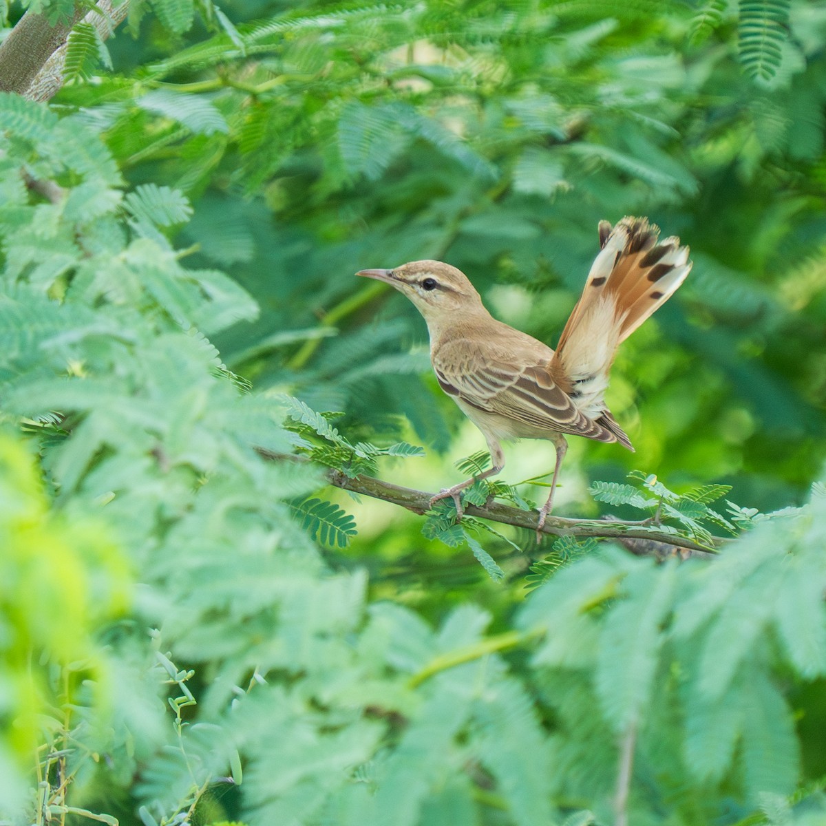 Rufous-tailed Scrub-Robin - ML641419247