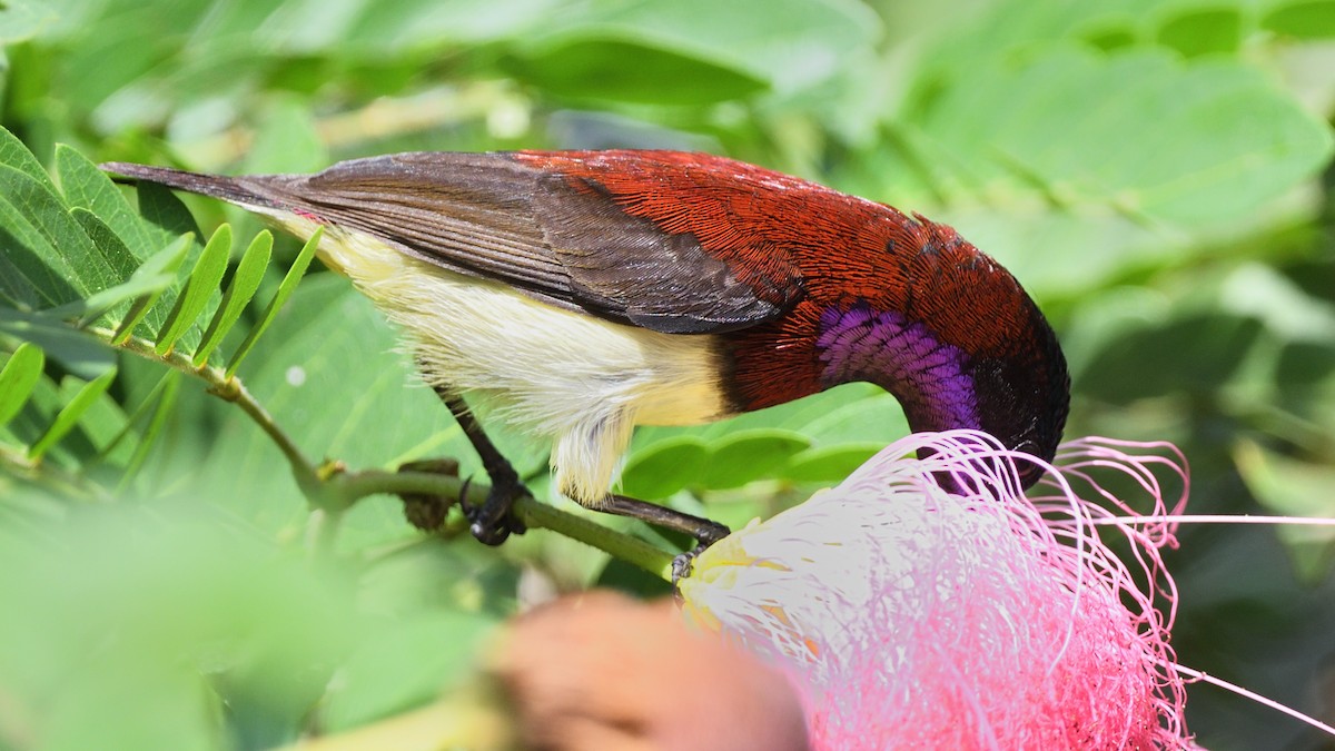 Crimson-backed Sunbird - ML641419269