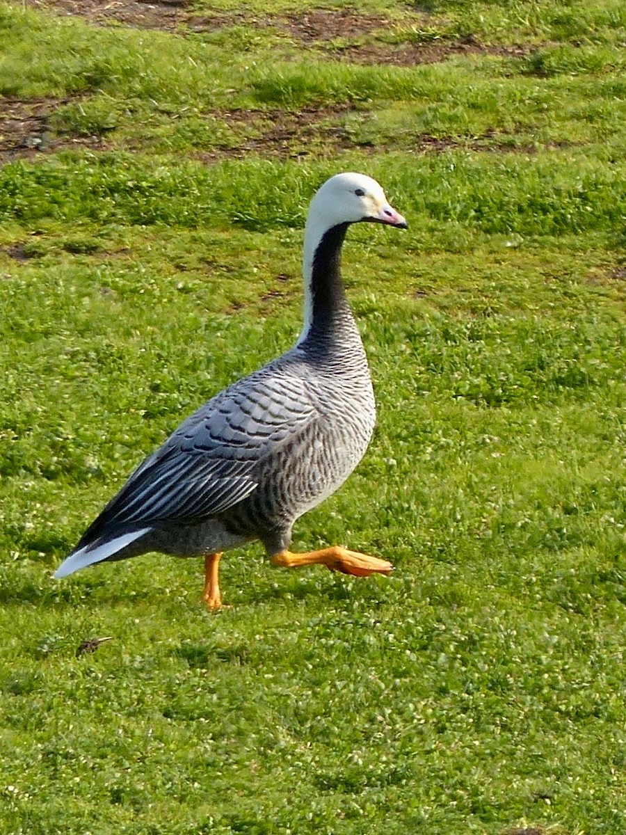 Emperor Goose - ML641419284