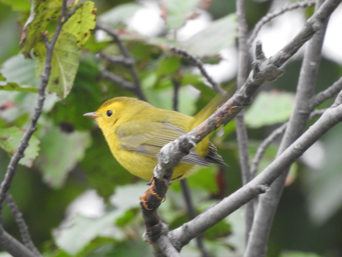 Wilson's Warbler - ML641419292
