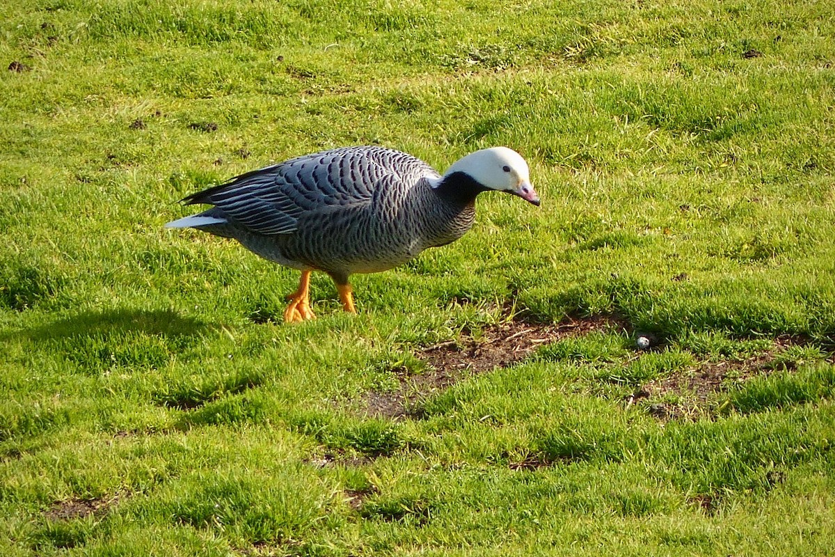 Emperor Goose - ML641419293