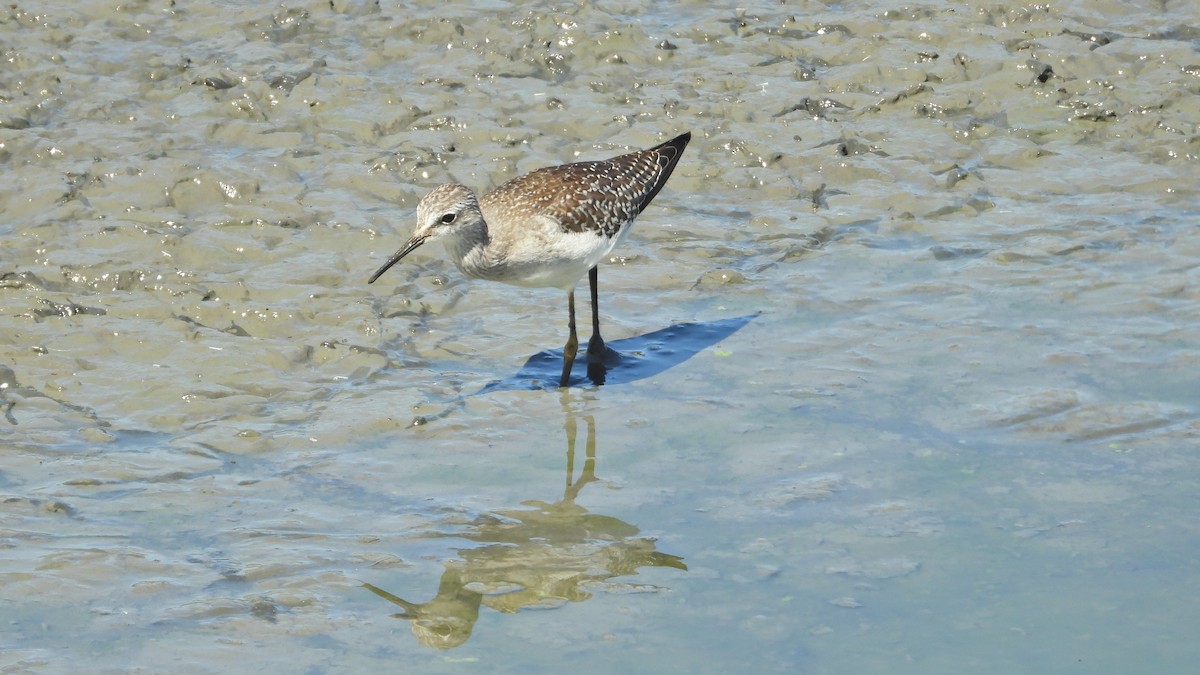 Lesser Yellowlegs - ML641419296