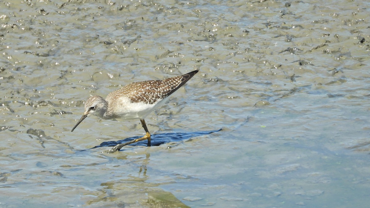 Lesser Yellowlegs - ML641419298