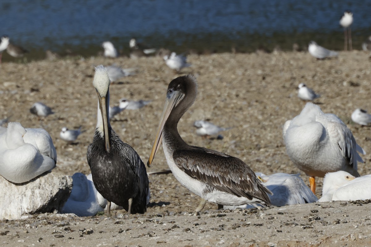 Brown Pelican - ML641419299