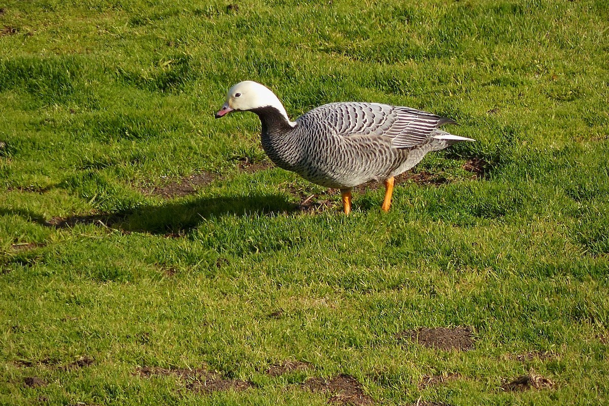 Emperor Goose - ML641419309