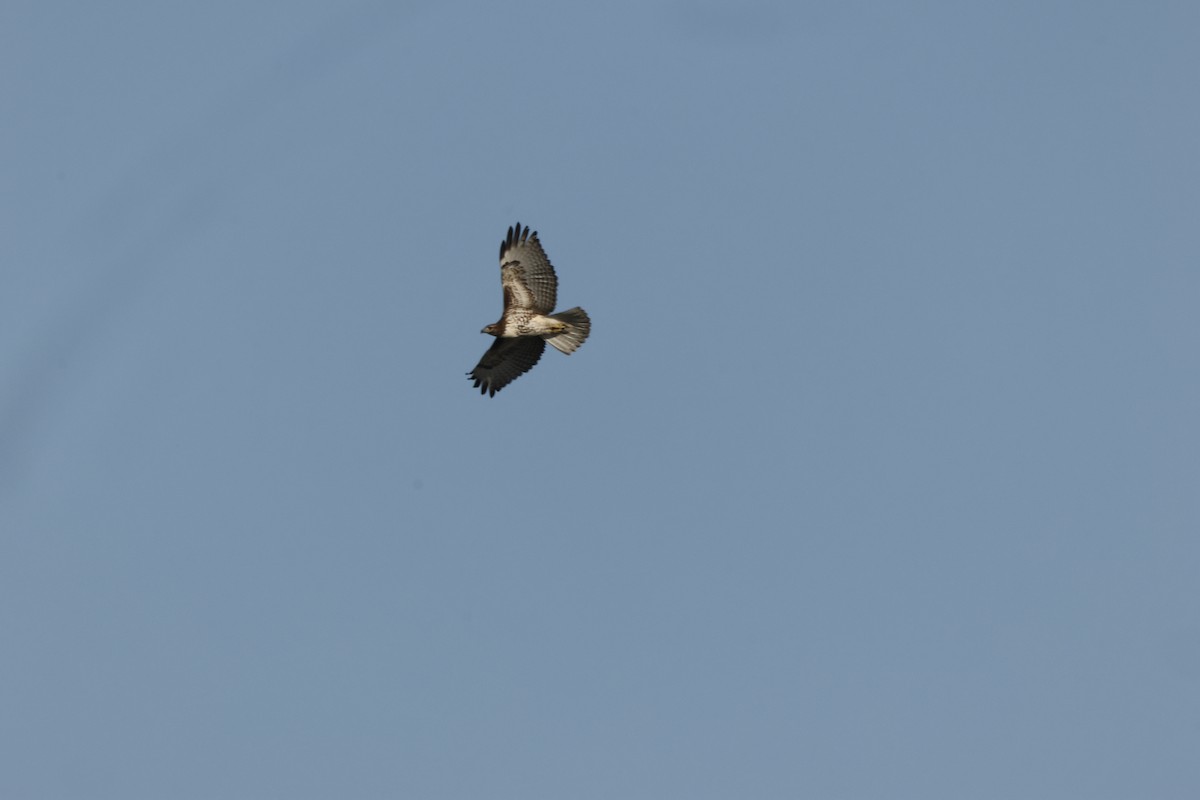 Zapelatz buztangorria - ML641419318