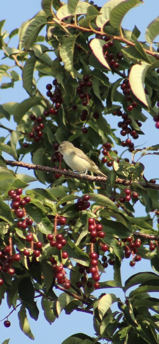 Sängervireo - ML641419347
