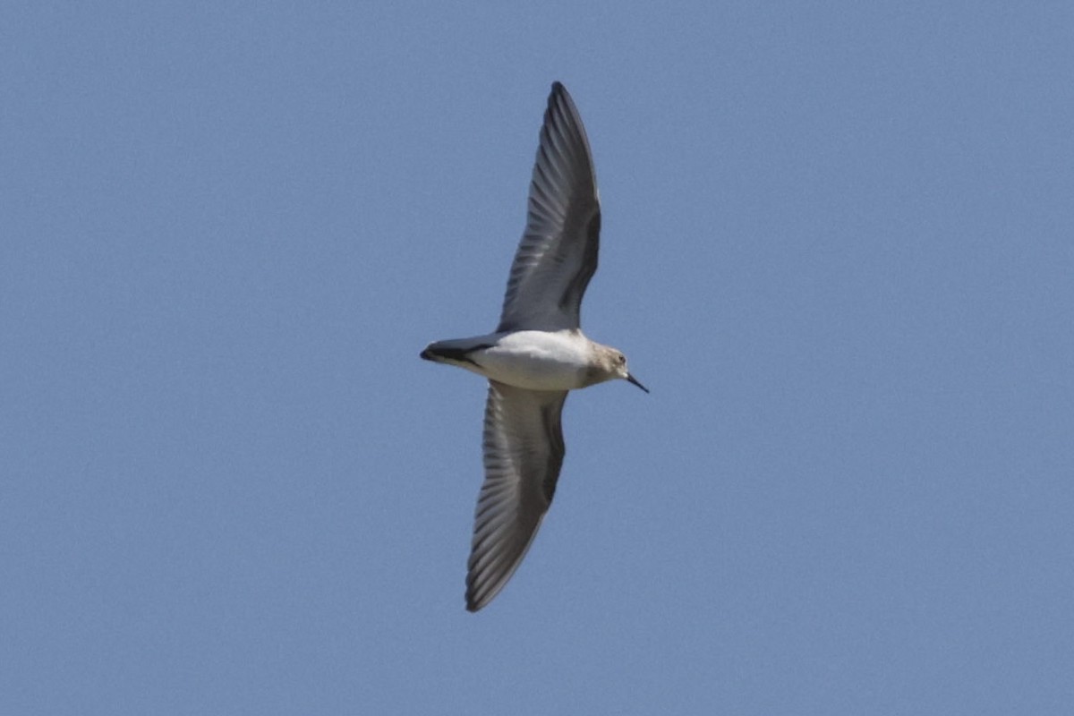 Baird's Sandpiper - ML641419351