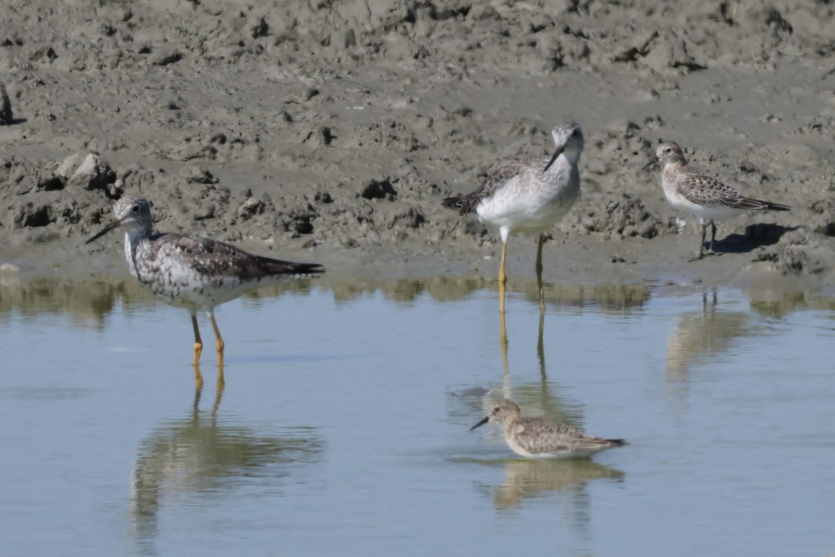 Baird's Sandpiper - ML641419352