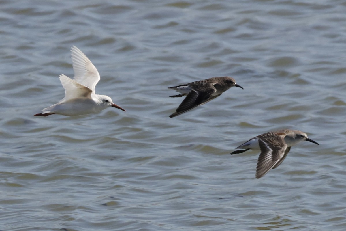 Baird's Sandpiper - ML641419353