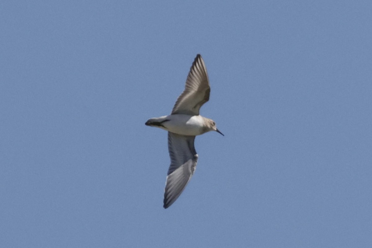 Baird's Sandpiper - ML641419354