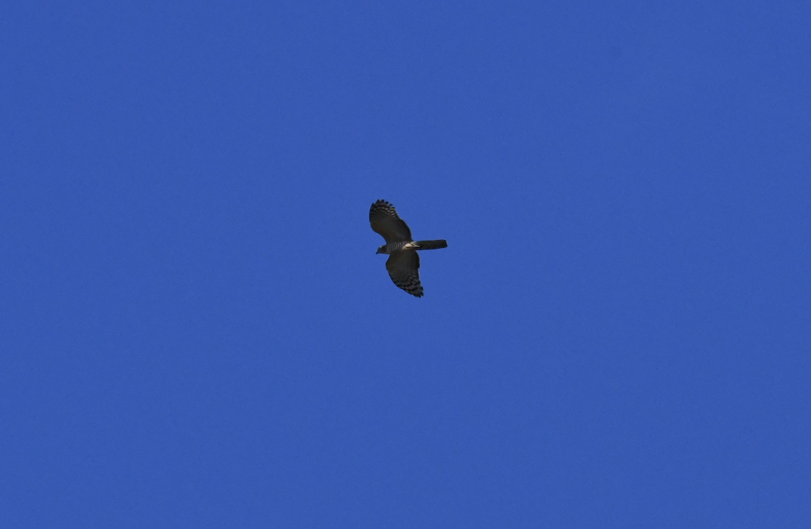 Pacific Baza - ML641419356