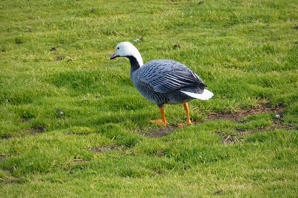 Emperor Goose - ML641419358