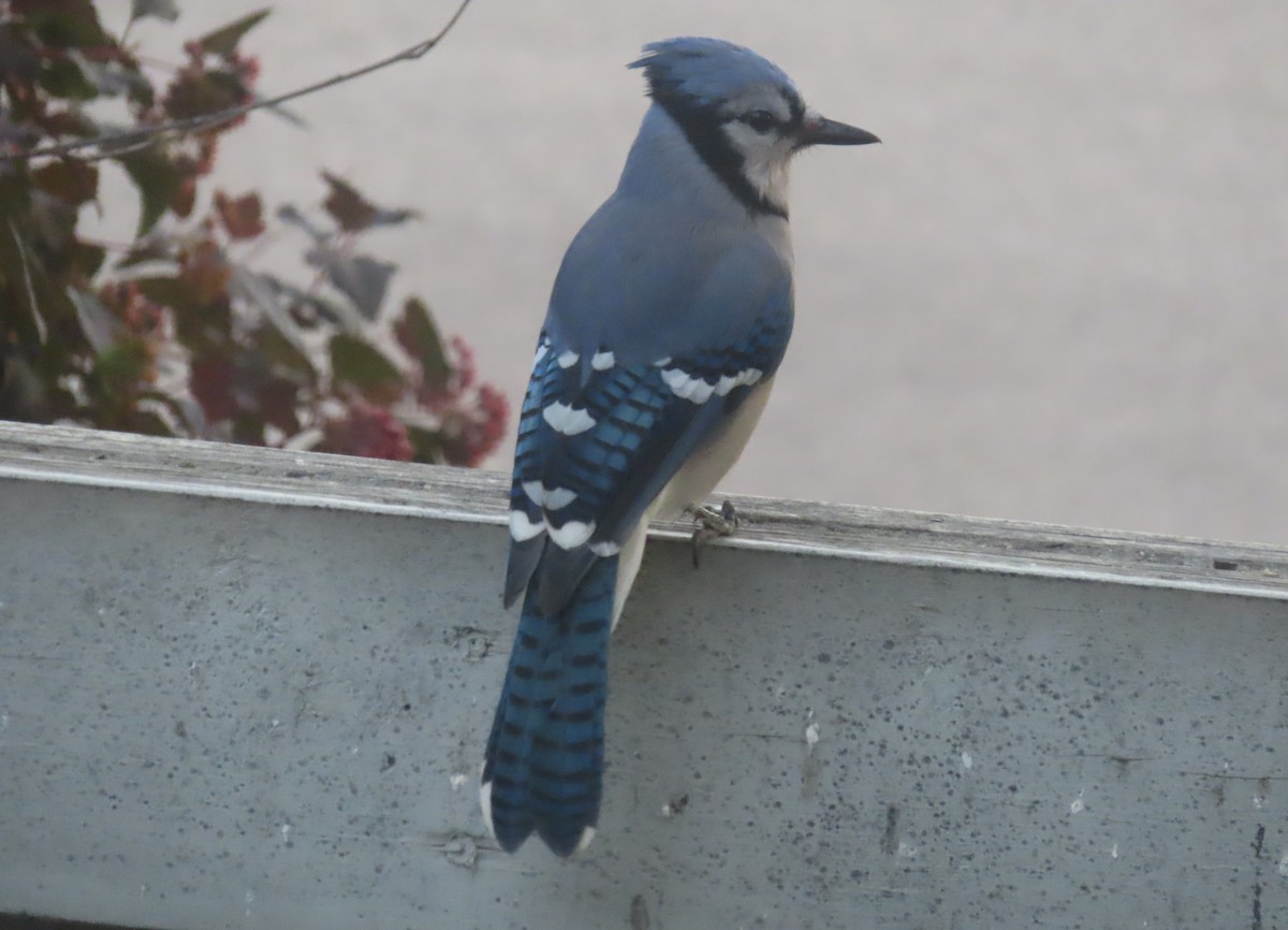 Blue Jay - ML641419364