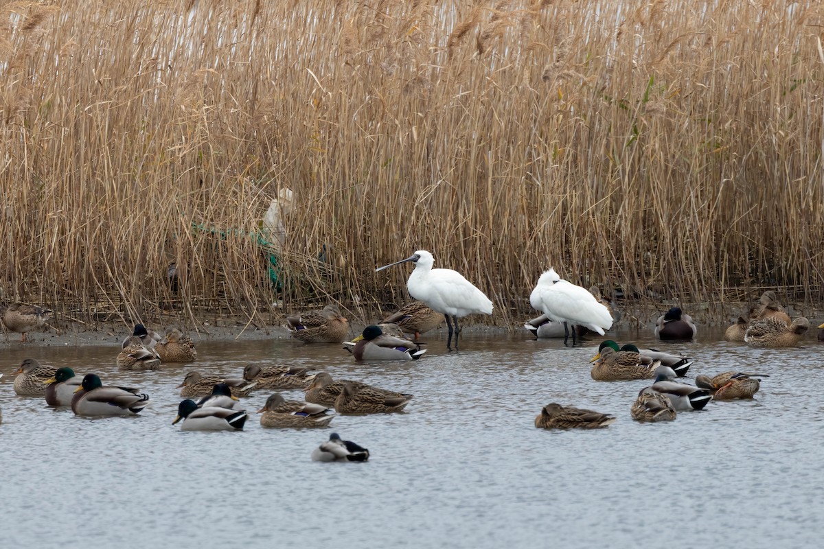 Black-faced Spoonbill - ML641419366