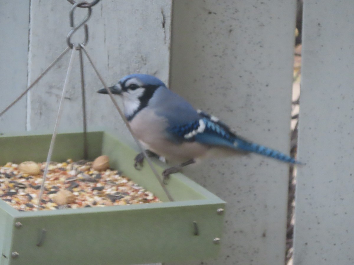 Blue Jay - ML641419367