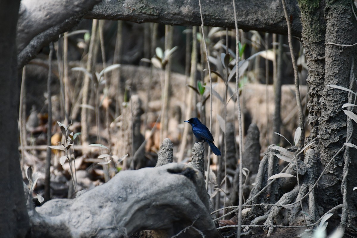 Shining Flycatcher - ML641419373