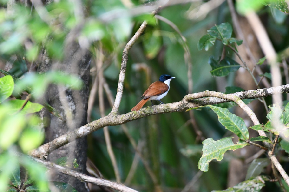Shining Flycatcher - ML641419374