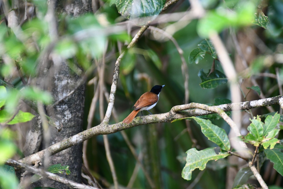 Shining Flycatcher - ML641419375
