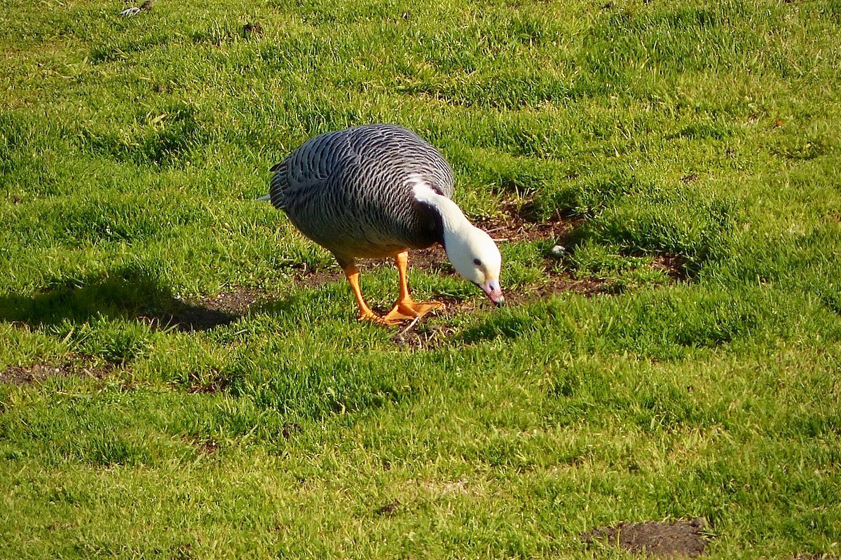 Emperor Goose - ML641419377