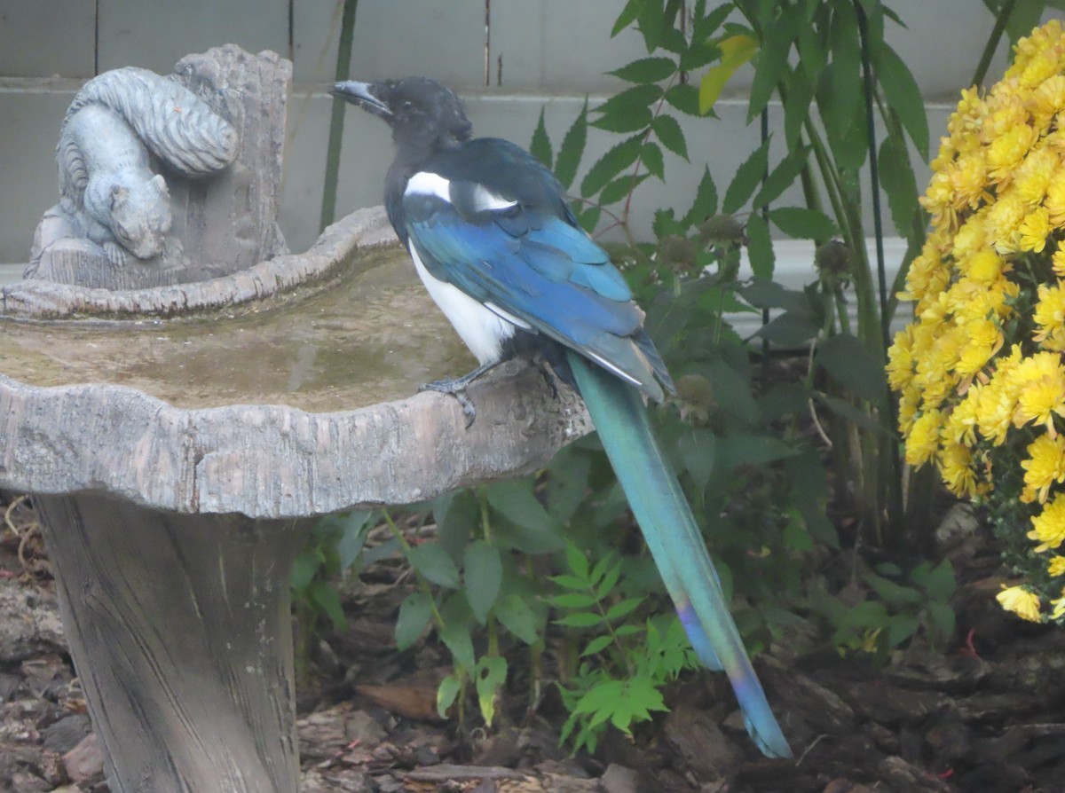 Black-billed Magpie - ML641419379