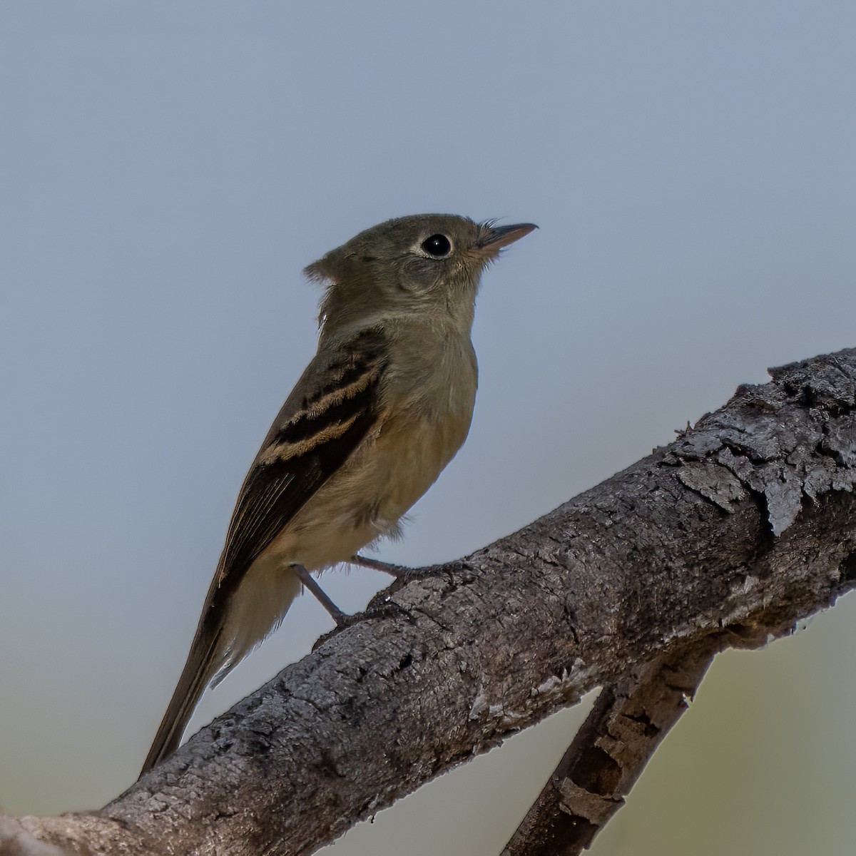 Western Flycatcher - ML641419390