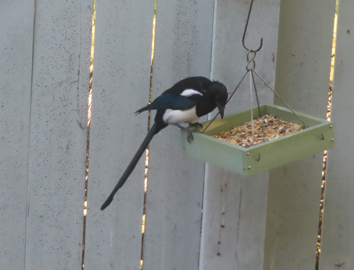 Black-billed Magpie - ML641419394