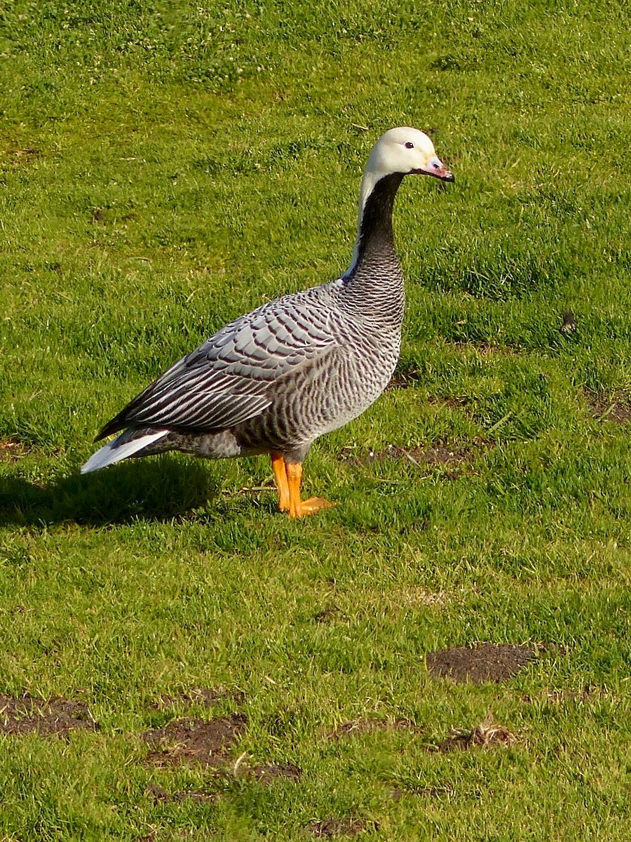 Emperor Goose - ML641419396