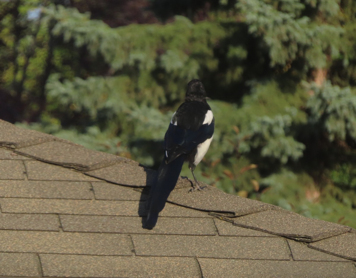 Black-billed Magpie - ML641419397