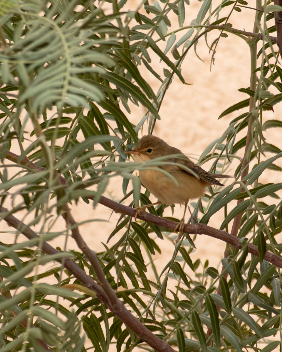 Marsh Warbler - ML641419403