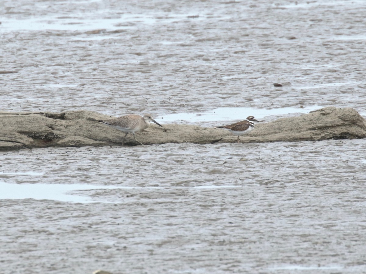 Willet - ML641419404