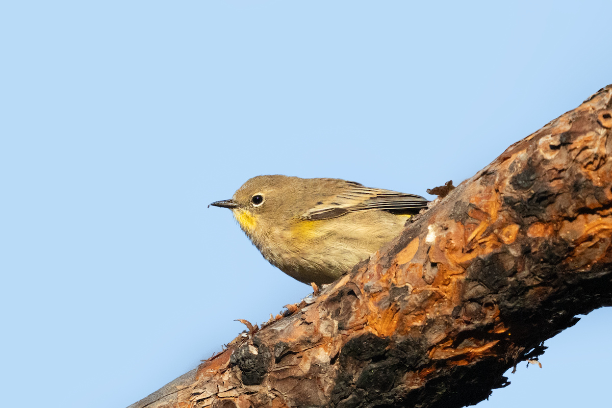 Yellow-rumped Warbler - ML641419409