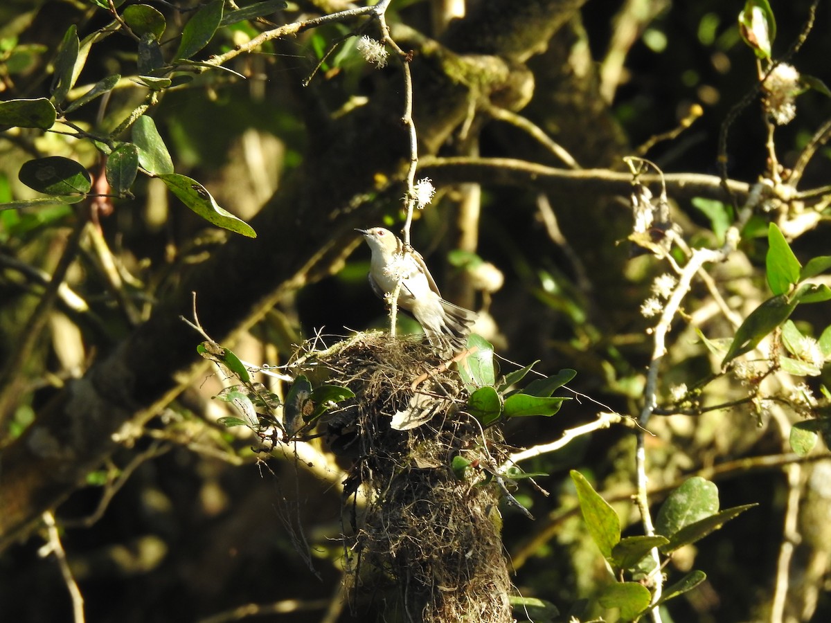 Large-billed Gerygone - ML641419412