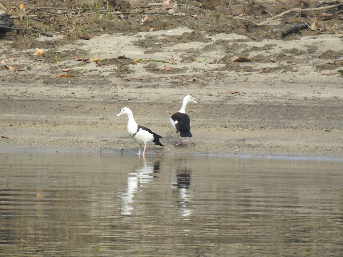 Radjah Shelduck - ML641419419