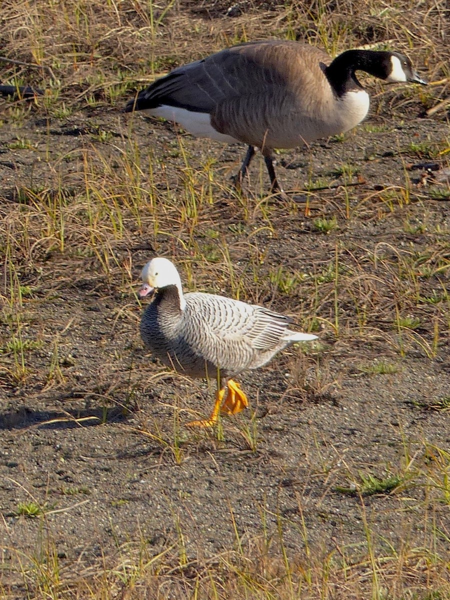 Emperor Goose - ML641419420