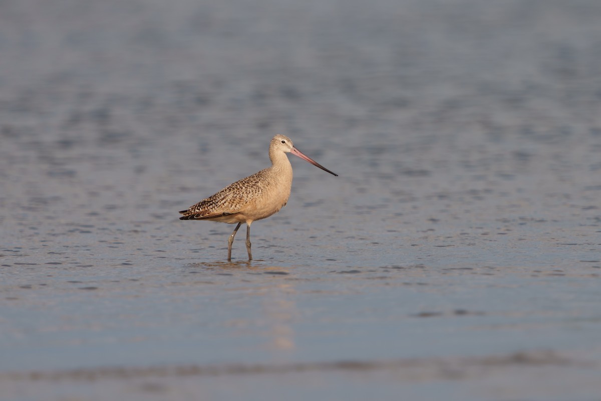 Marbled Godwit - ML641419443