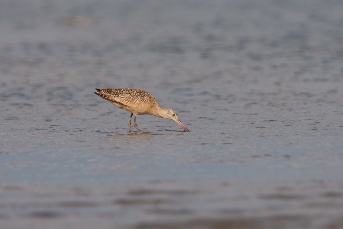 Marbled Godwit - ML641419445