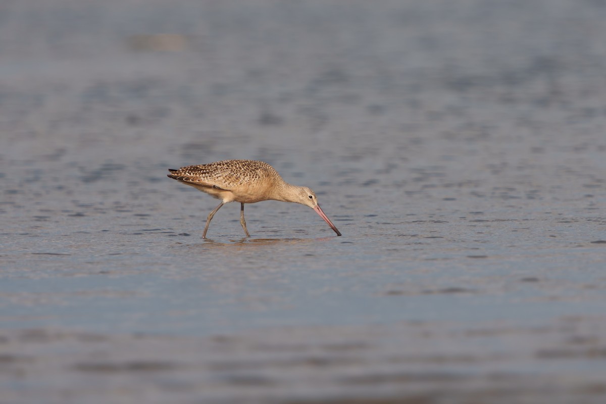 Marbled Godwit - ML641419446