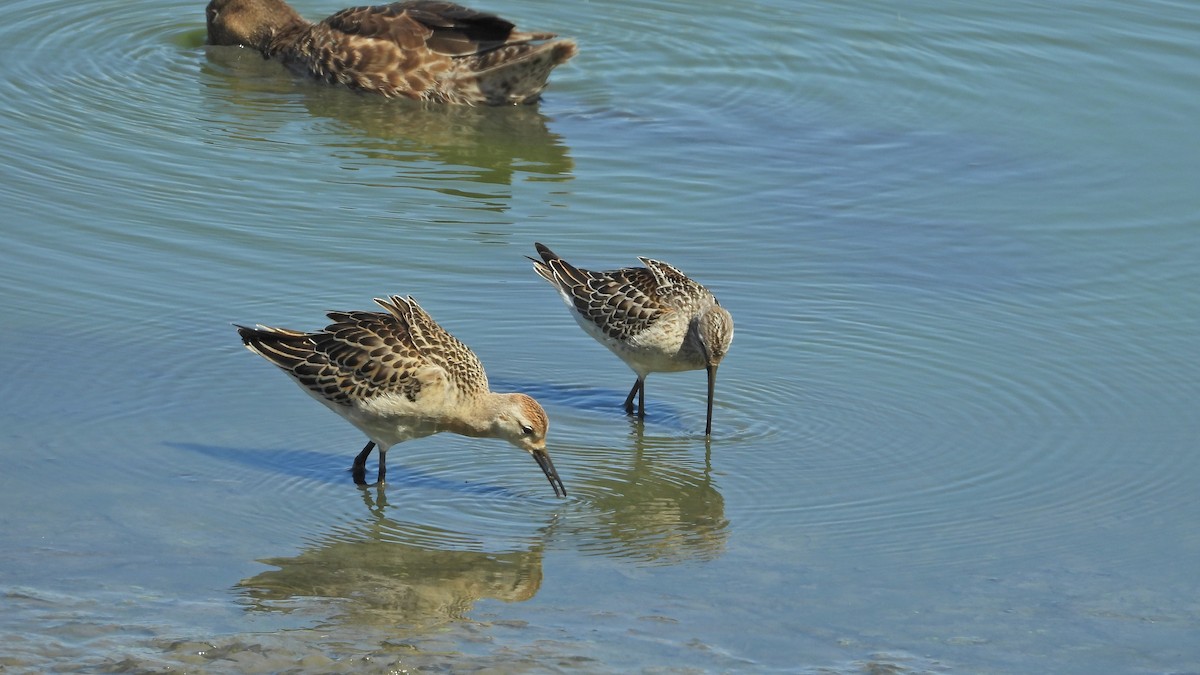 高蹺濱鷸 - ML641419464