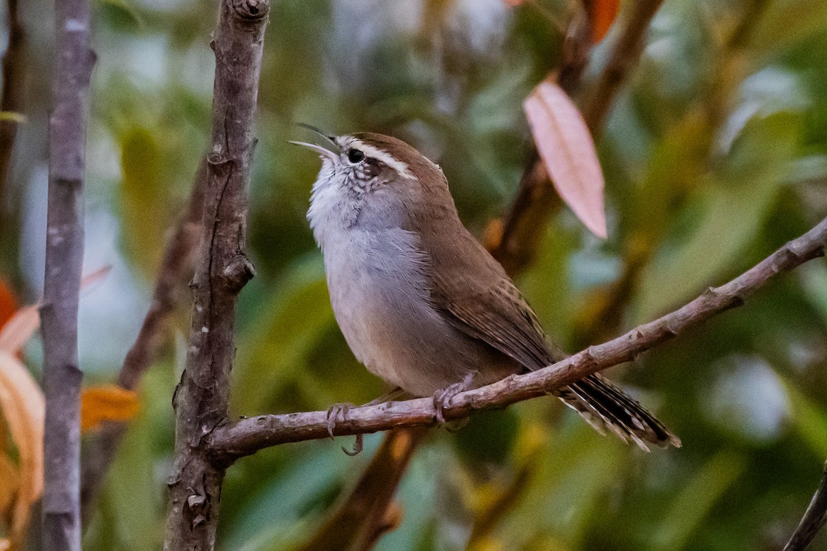 Bewick's Wren - ML641419478