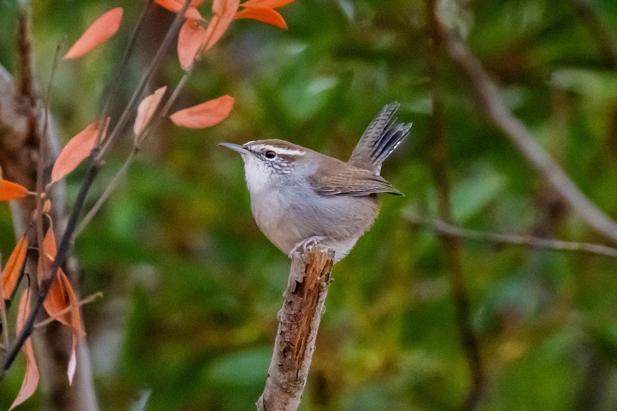 Bewick's Wren - ML641419479