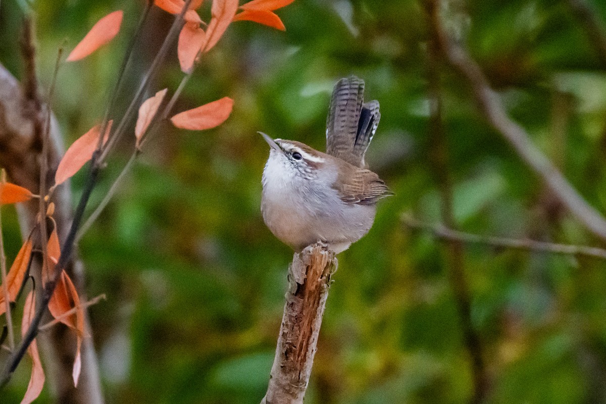 Bewick's Wren - ML641419480