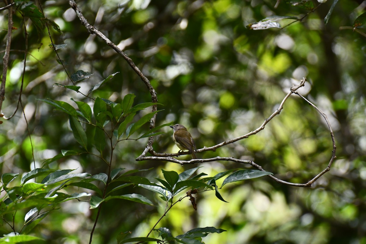 Gray Whistler - ML641419487