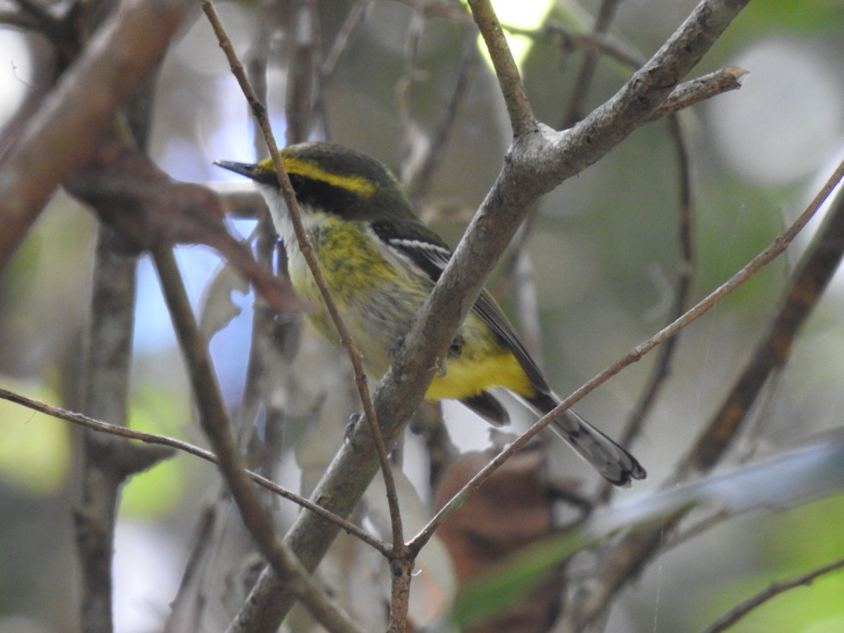 Yellow-breasted Boatbill - ML641419500