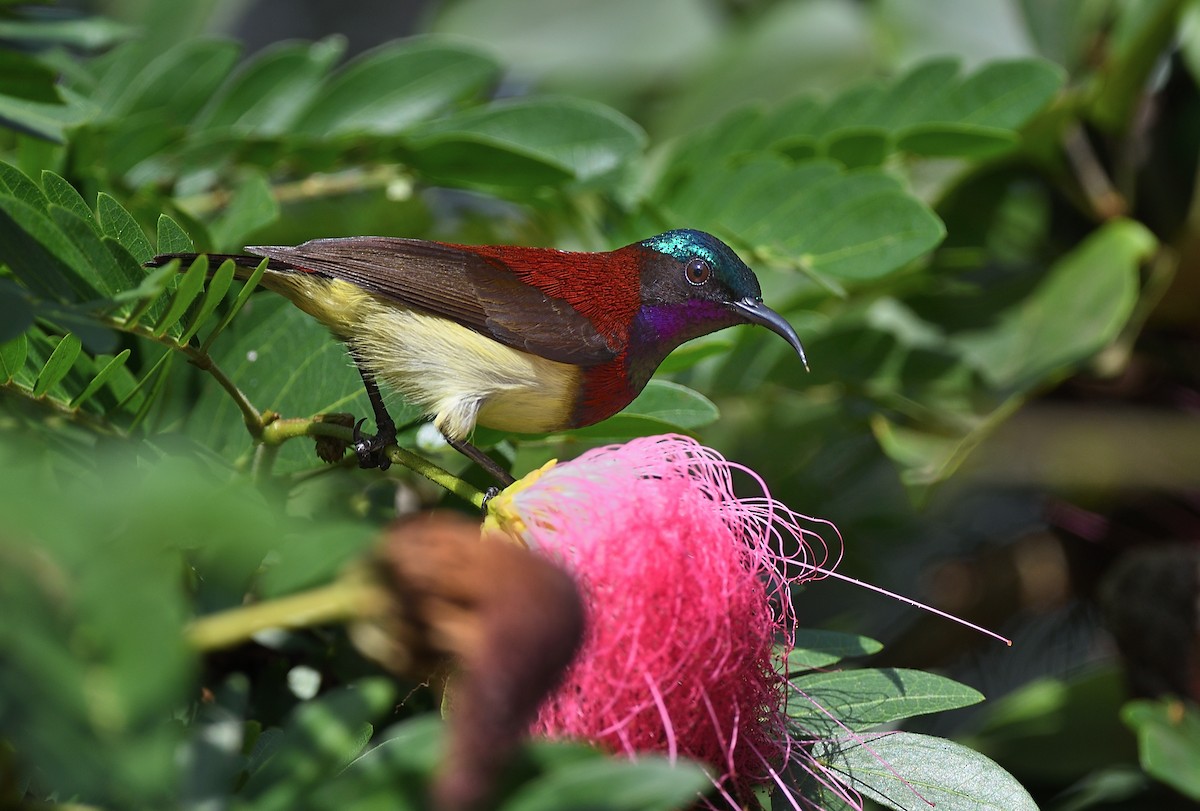 Crimson-backed Sunbird - ML641419506